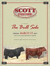 SSS Bull Sale