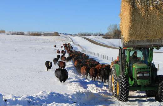 Scott Stock Farm