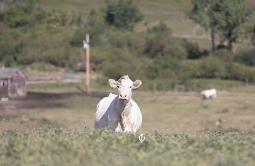 Scott Stock Farm