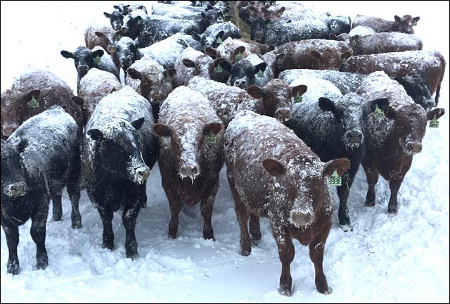 CowsInSnow