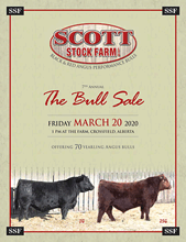 SSS Bull Sale