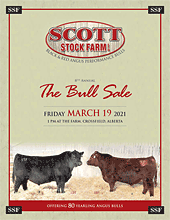 SSS Bull Sale