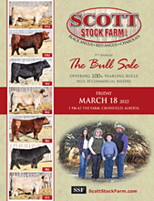 SSS Bull Sale