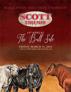 SSS Bull Sale