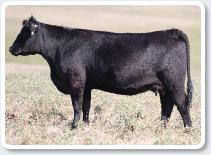 SSF Cattle