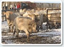 SSF Cattle