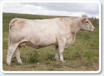 SSF Cattle