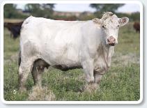 SSF Cattle