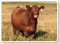 SSF Cattle