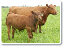 SSF Cattle